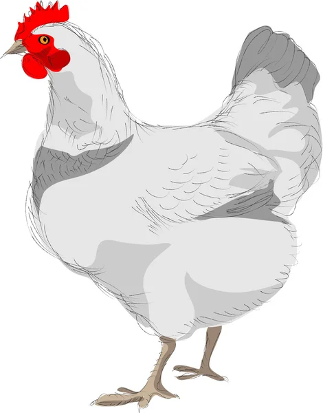 Gallina blanca — Vector de stock