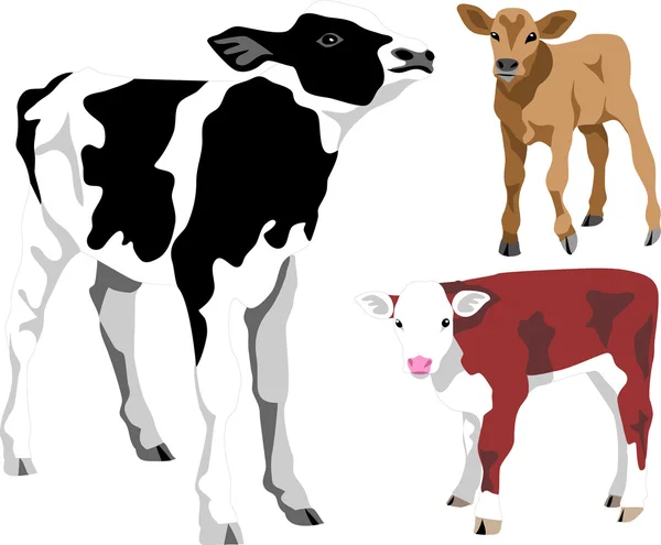 Calf — Stock Vector