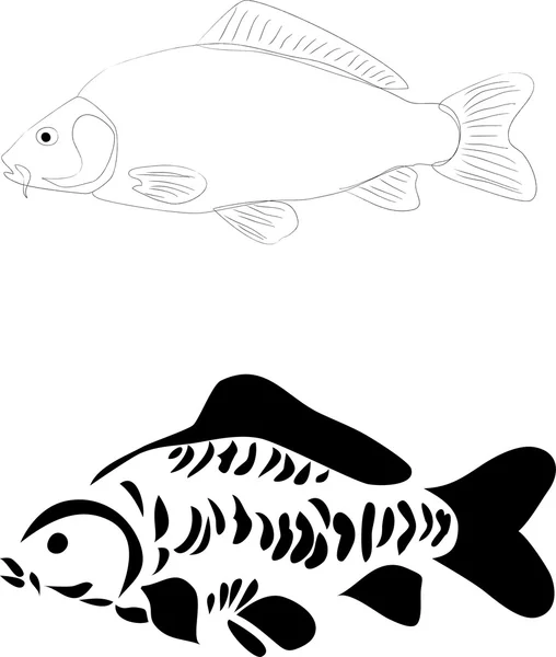 Carp — Stock Vector