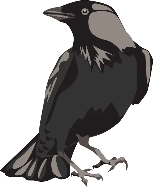 Jackdaw ! — Image vectorielle