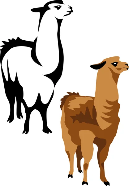 Lama — Stockový vektor
