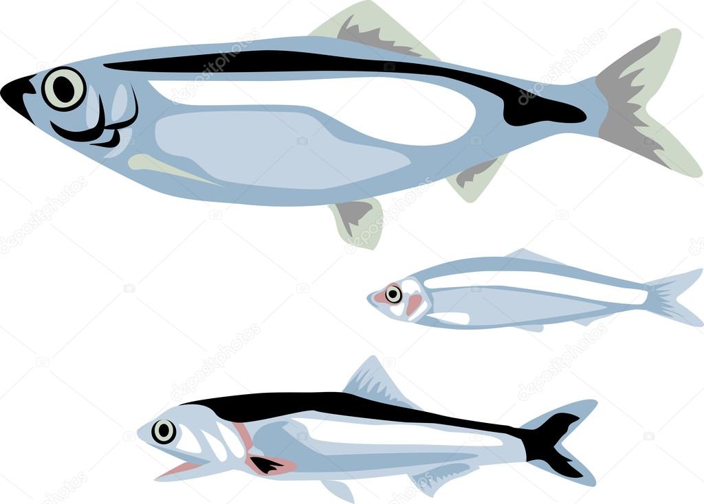 Anchoveta Vectores Graficos Imagenes Vectoriales Depositphotos