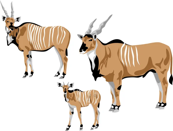 Antilope di derby — Vettoriale Stock