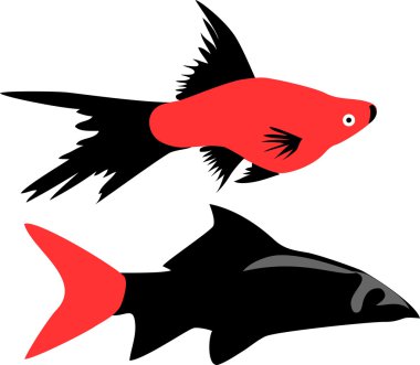 akvaryum/süs balıkları