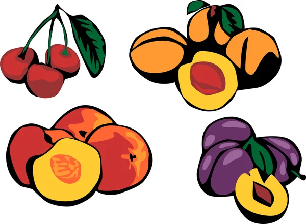 Вишня, абрикос, персик і слива — стоковий вектор