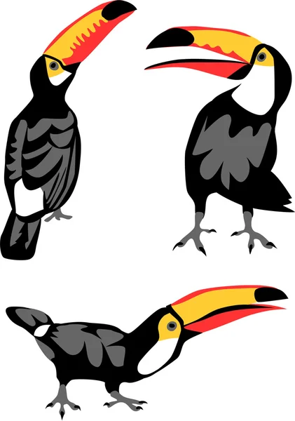 Kommunicera toucan fågel — Stock vektor