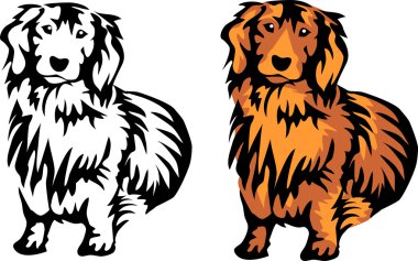 Kırmızı uzun saçlı teckel