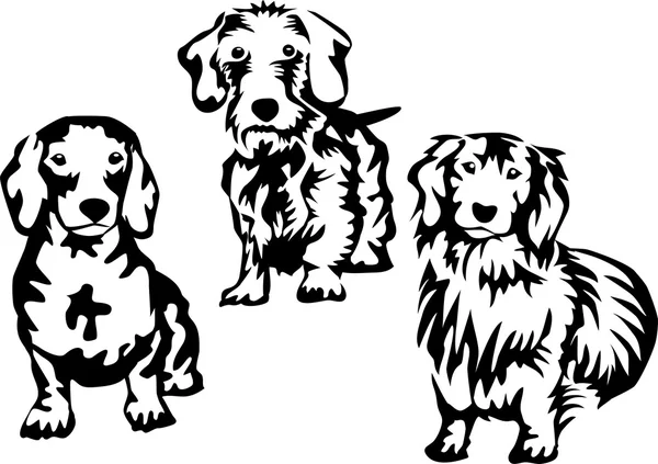Liso, fio e cabelo comprido dachshund — Vetor de Stock