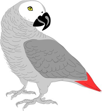 african grey parrot clipart