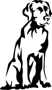 oturma labrador geri almak