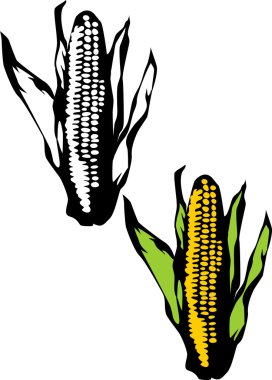 Mısır koçanı illüstrasyon.