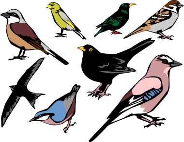 european common birds clipart