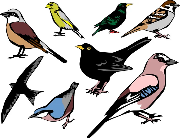 Європейська звичайні птахи — стоковий вектор