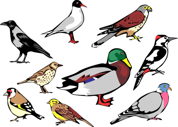Společné evropské ptactvo — Stockový vektor