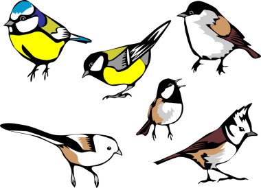 eurasian tits - common species