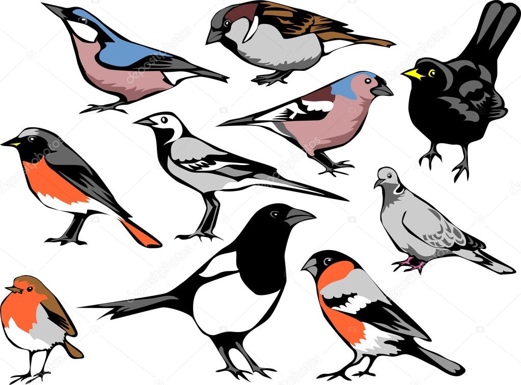 european common birds
