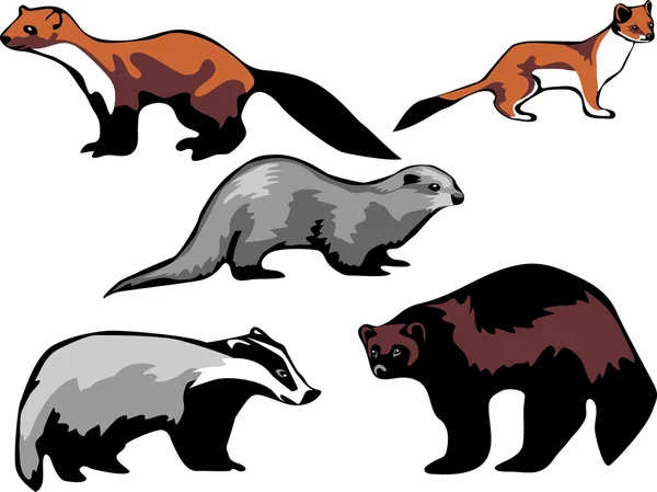 Mustelidae europeos - vector — Archivo Imágenes Vectoriales