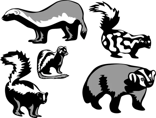 Badger and skunk — Stock Vector