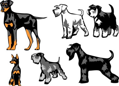 pinschers ve schnauzers