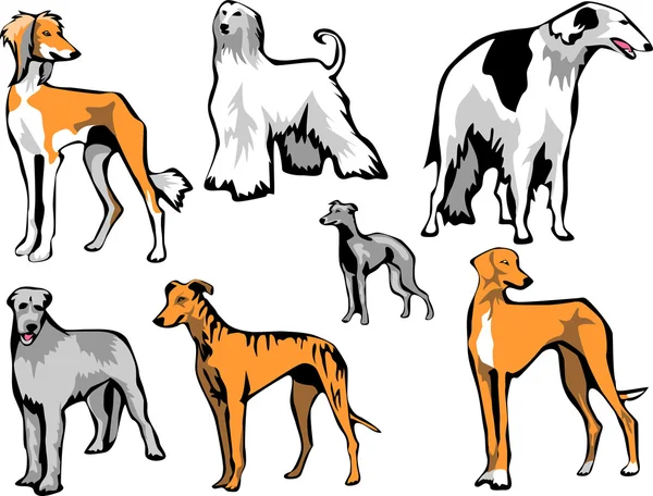 Sighthounds - raças de cães —  Vetores de Stock