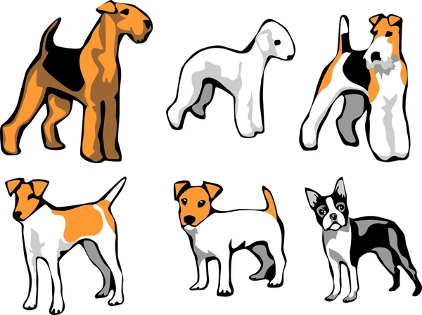 Razas de perros - terriers — Vector de stock