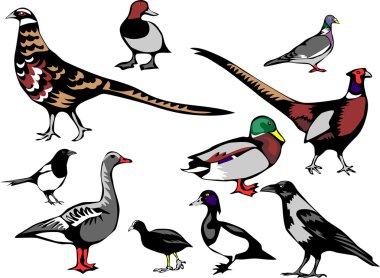 Avrupa kuşlar illüstrasyon