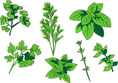 aromatik otlar - baharat