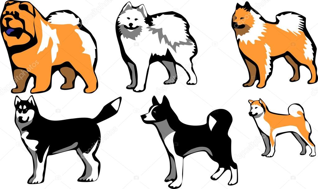 small spitz type dogs