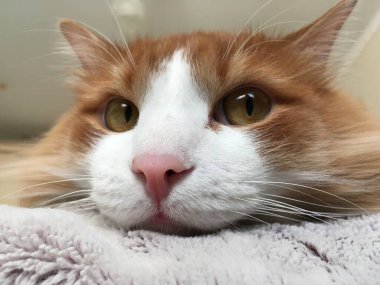    Kesilmiş, yol, yol, çizgi, 