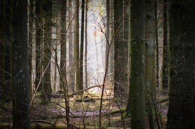 Güneşli sisli bahar ormanı