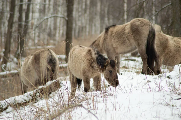 Tarpan Paarden Klein Paard Winter Bos — Stockfoto