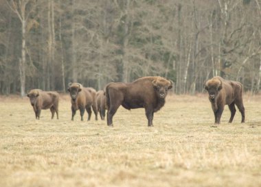 big bisons buffalo on the field in belarus
