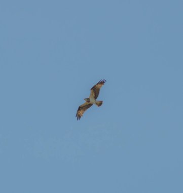 Balıkayası yuvasının yakınında uçuyor