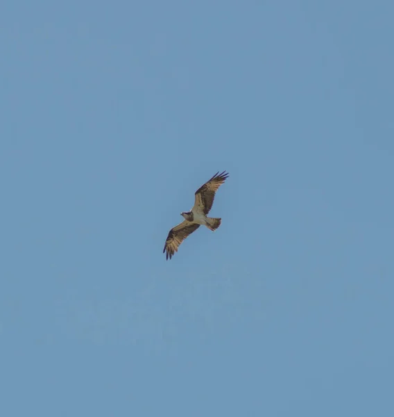 Águila Pescadora Volando Cerca Nido — Foto de Stock