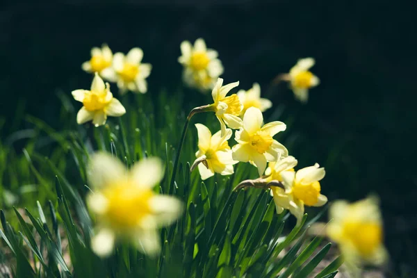 Group Bright Yellow Daffodils Garden — Stock Photo, Image