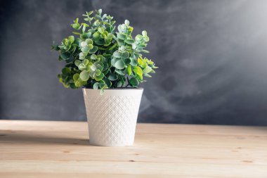 a pot of plants on a wooden table and on the background of the board