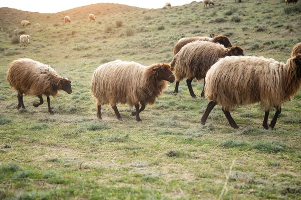 Вівці Полі Їдять Траву — стокове фото