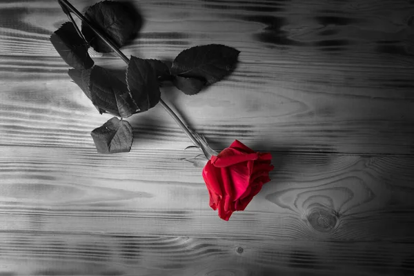 Rosa Vermelha Sobre Mesa Foto Preto Branco — Fotografia de Stock