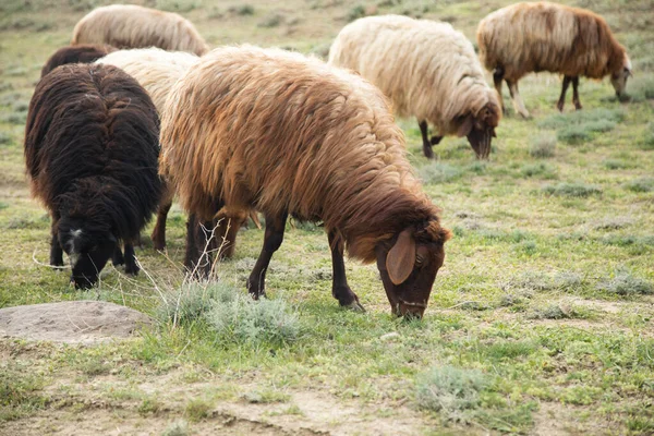 Pecore Nel Campo Mangiano Erba — Foto Stock