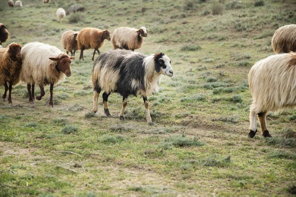 Pecore Nel Campo Mangiano Erba — Foto Stock