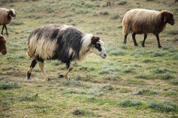 Pecore Nel Campo Mangiano Erba — Foto Stock