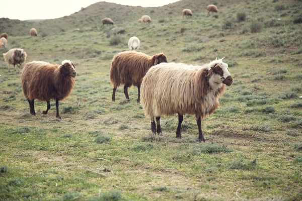 Pecore Nel Campo Mangiano Erba — Foto Stock