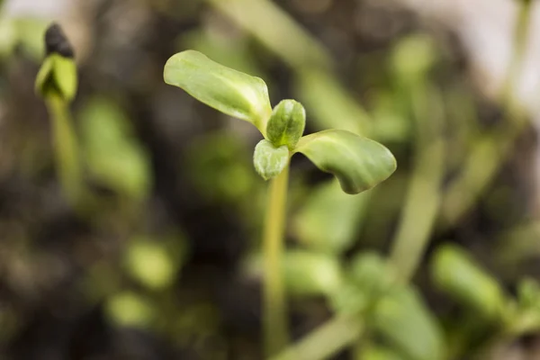 Μικρό Φυτό Βλαστός Ένα Φακό Μακροεντολή Ένα Πράσινο Φόντο — Φωτογραφία Αρχείου