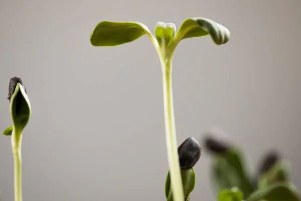 Kleine Spruitplant Een Macro Lens Een Grijze Achtergrond — Stockfoto