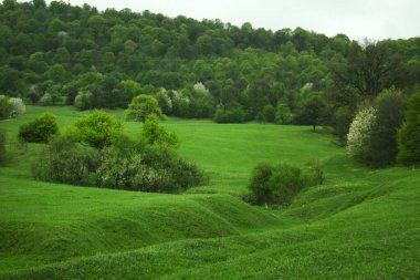Gün boyunca tepede yeşil tarlalar ve orman