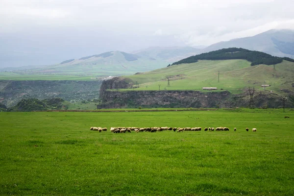 Montoni Campo Verde Durante Giorno — Foto Stock