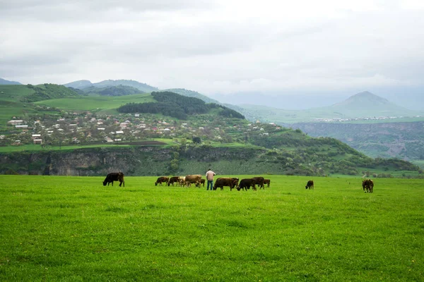 Mucche Pastore Campo Verde Durante Giorno — Foto Stock