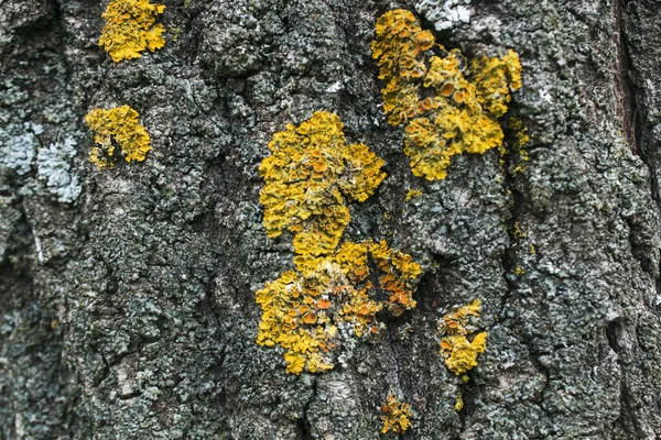 Musgo Amarillo Corteza Árbol Antecedentes — Foto de Stock