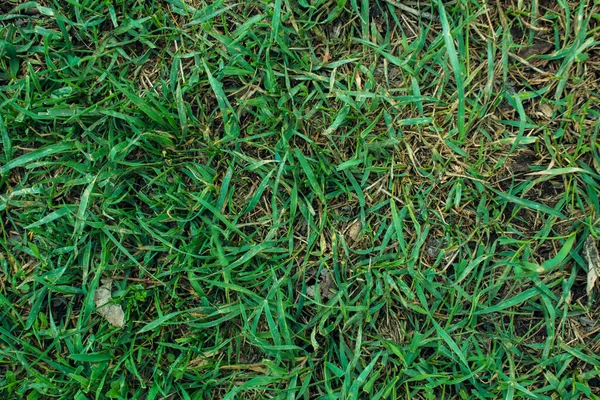 Hierba Verde Como Fondo Vista Desde Arriba — Foto de Stock