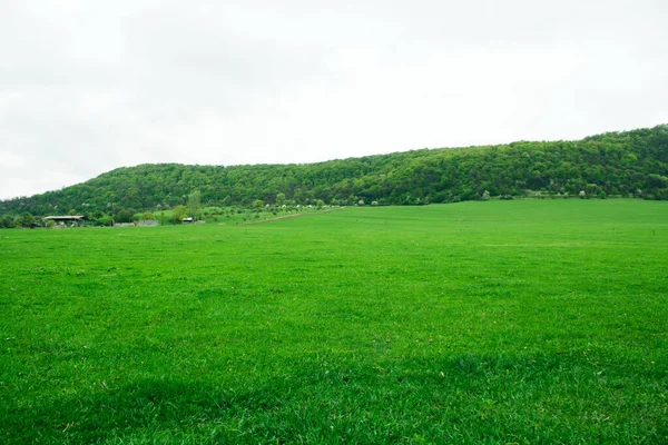 green fields and forest on a hill during the day